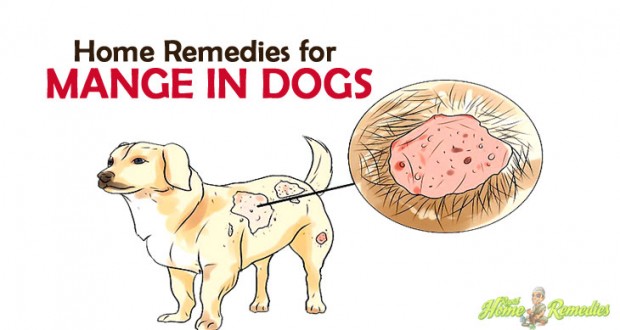 This stuff is AMAZING! My dog was cured of mange in two ...