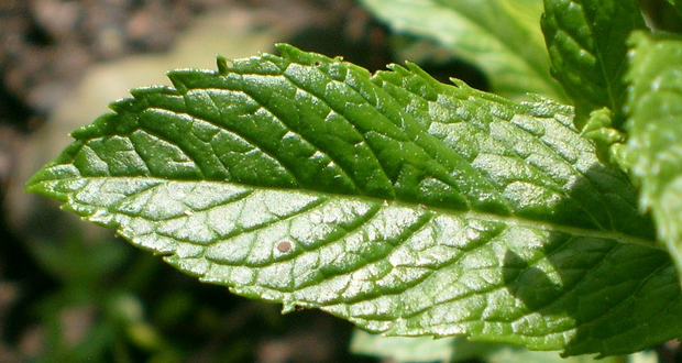 Mint leaves