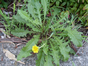 Dandelion Leaves Remedy for Goiter