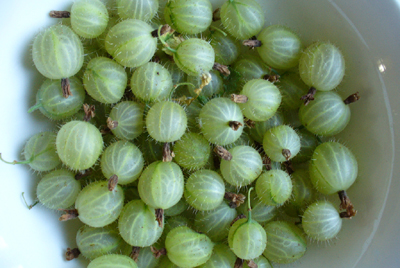 Gooseberry Remedy for Diabetes