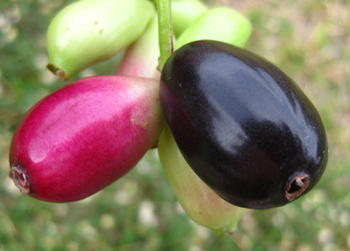 Jamun Remedy for Diabetes