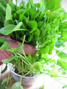 Watercress for Goiter Cure