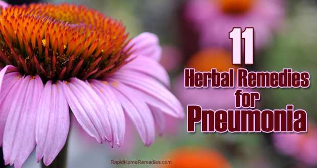 Echinacea Herbal Remedy for Pneumonia