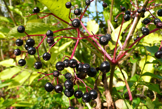 Elderberry for Herpes
