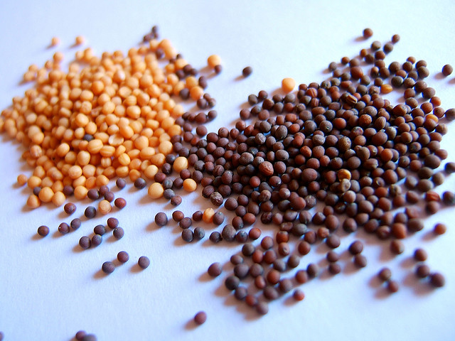 Mustard Seeds for Sinus Infection