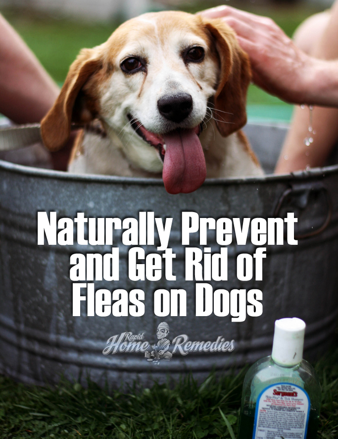 Naturally Get Rid of Fleas on Dogs