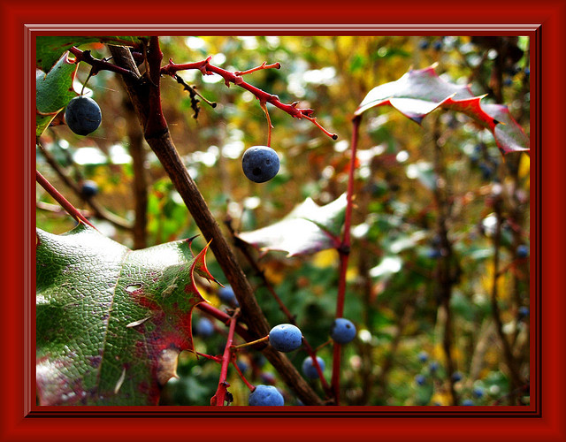 Oregon Grape Root for Herpes