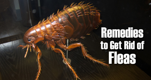 Remedies to Get Rid of Fleas