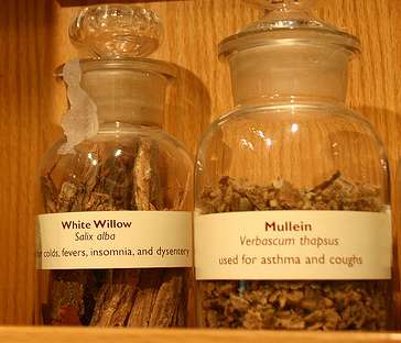 White Willow Bark Remedy for Migraine