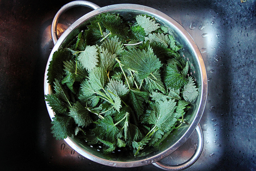  Nettle Tea to Reduce Joint Pains