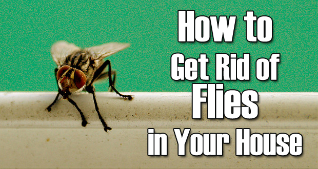 Remedies to Get Rid of Flies