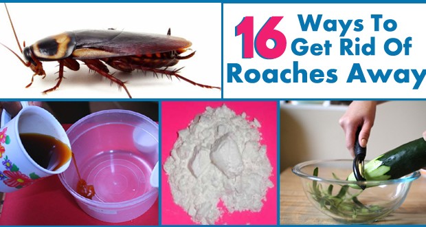 Get Rid of Roaches