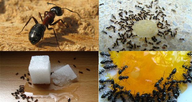 How to Get Rid of Ants