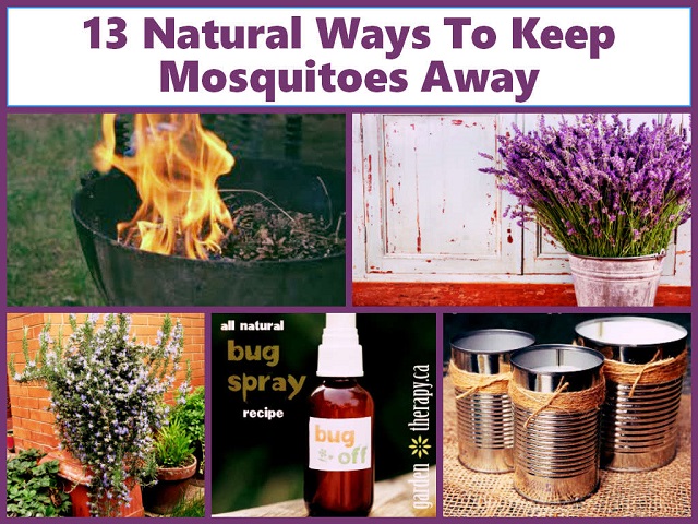 How To Get Rid Of Mosquitoes In Your House & Yard