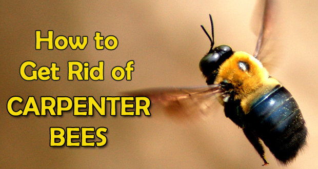 How to Get Rid of Carpenter Bees