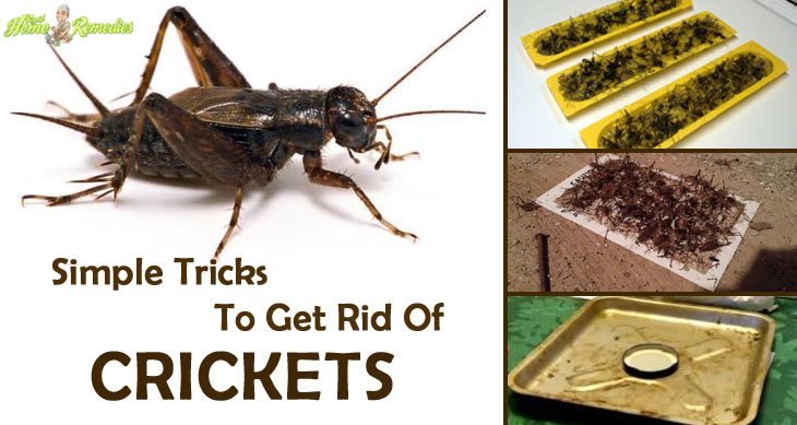 How To Get Rid of Crickets