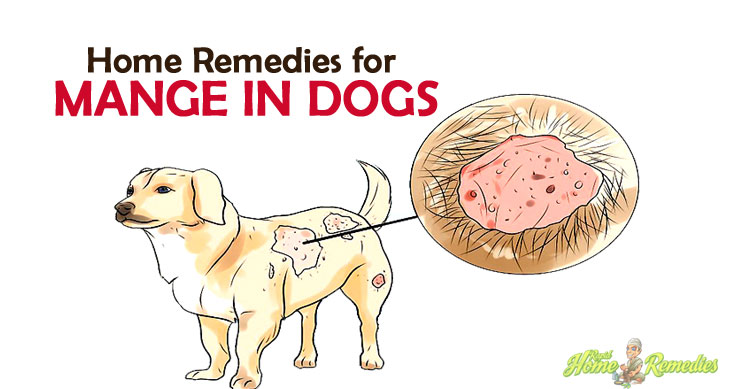 Remedies for Mange in Dogs